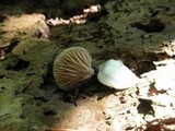 Crepidotus applanatus image
