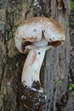 Agaricus amicosus image