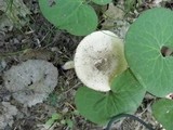 Amanita sect. Vaginatae image