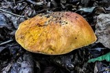 Boletus pseudosulphureus image