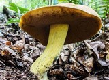 Boletus pseudosulphureus image