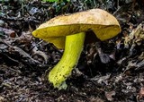 Boletus pseudosulphureus image