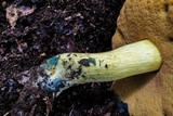Boletus pseudosulphureus image