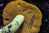 Boletus pseudosulphureus image