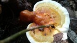 Ganoderma curtisii image