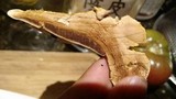 Ganoderma curtisii image