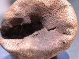 Scleroderma areolatum image