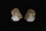 Cortinarius pinguis image