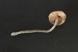 Inocybe mucidiolens image