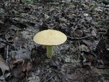 Leccinum subglabripes image