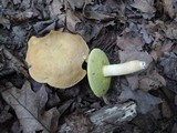 Leccinum subglabripes image