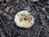 Lactarius psammicola image