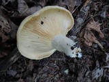 Lactarius psammicola f. glaber image