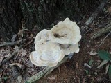 Bondarzewia berkeleyi image