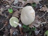 Boletus pallidus image