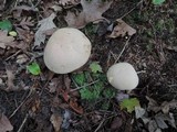 Boletus pallidus image