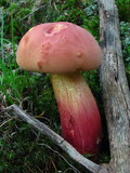 Boletochaete bicolor image