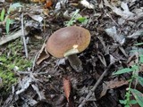 Leccinum pseudoscabrum image