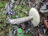 Leccinum pseudoscabrum image