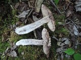 Leccinum pseudoscabrum image