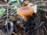 Lactifluus hygrophoroides image
