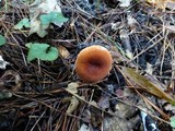 Lactifluus hygrophoroides image