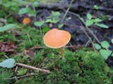 Entoloma quadratum image
