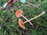 Entoloma quadratum image