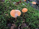 Entoloma quadratum image
