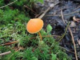 Entoloma quadratum image