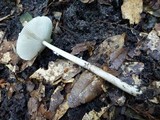Amanita sect. Vaginatae image
