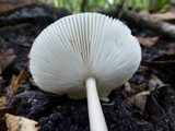 Amanita sect. Vaginatae image