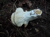 Russula ochroleucoides image