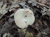 Lactarius chrysorrheus image