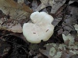 Lactarius chrysorrheus image