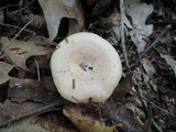 Lactarius chrysorrheus image