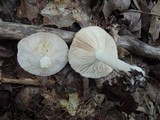 Lactarius chrysorrheus image