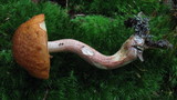 Boletus longicurvipes image