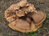 Bondarzewia occidentalis image