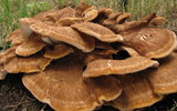 Bondarzewia occidentalis image