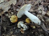 Russula ochroleucoides image