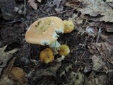 Russula ochroleucoides image