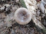 Lactarius mucidus image