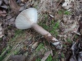 Lactarius mucidus var. mucidus image