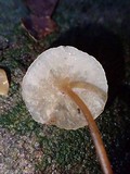 Filoboletus gracilis image
