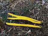Clavulinopsis fusiformis image