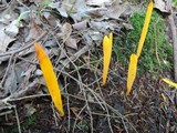 Clavulinopsis fusiformis image