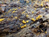 Sphaerosporium lignatile image