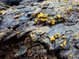 Sphaerosporium lignatile image