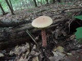 Boletus russellii image